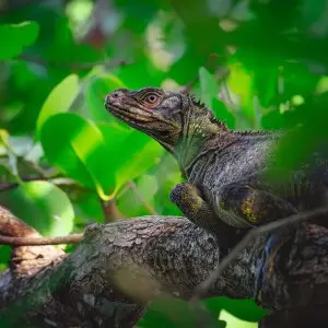 Philippine sailfin lizard, one of the pride of Misamis Oriental, seen crawling and hanging above mangrove trees, of which, they made it as their permanent habitat. Sailfin lizards are scattered everywhere in the Philippines, but in this town of Jasaan, th
