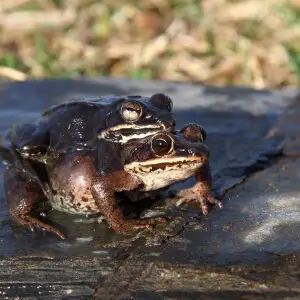 Pair of Wood Frogs mating (animals have been pulled out ou water).  Saint-Camille, Quebec, Canada