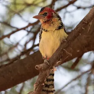 can a barbet live in somalia