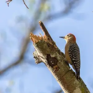 Red-crowned Woodpecker  | Carpintero Habado (Melanerpes rubricapillus rubricapillus) (?)