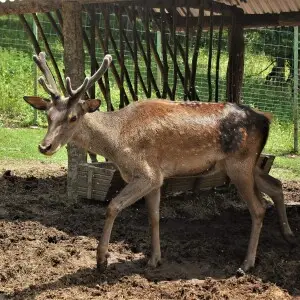 Red deer (Cervus elaphus) in Breading center in Dilijan, Tavush Province, Armenia