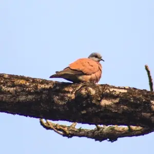 Red turtle dove or Red collared dove (Streptopelia tranquebarica) at Chitwan National Park.