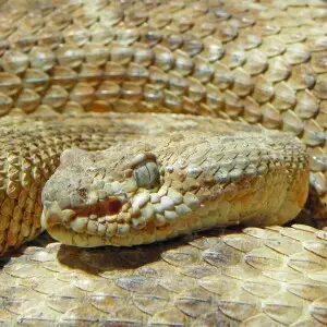 A red diamond rattlesnake at the San Diego Zoo.