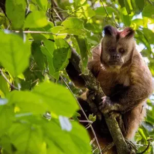 Macaco-prego-amarelo (Sapajus libidinosus), foto tirada na Reserva Particular do Patrim?nio Natural Cara da On?a de n?vel Estadual, localizado (a) em Bodoquena (MS)