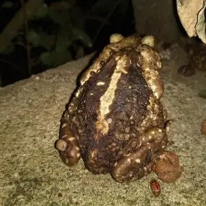 A female of cururu toad (Rhinella icterica) parasited by some ticks (Amblyomma rotundatum).