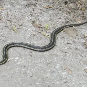 Thamnophis Sauritus Sauritus - Facts, Diet, Habitat & Pictures On ...