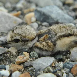 This image was taken in the project Wiki Loves Butterfly. A chick of River lapwing found in Jayanti river bed, Buxa Tiger Reserve.