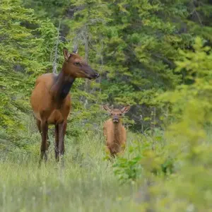 Rocky Mountain elk (Cervus canadensis nelsoni) - Jasper National Park