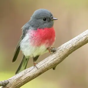 Rose Robin, Woodford, New South Wales, Australia