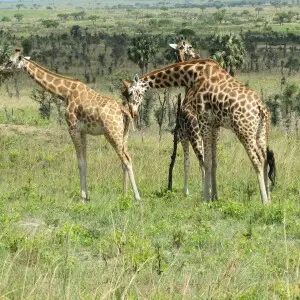 Rothschild giraffe in Murchison Falls National Park