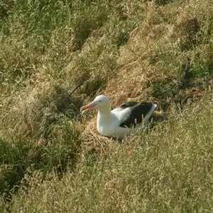 Royal Albatross (Diomedea sanfordi) in New Zealand