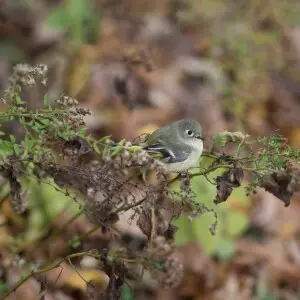 Ruby-crowned kinglet (Regulus calendula) in Central Park.