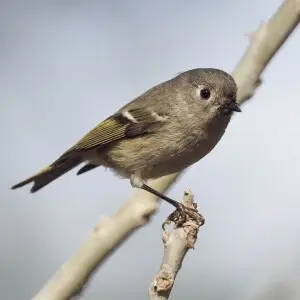 Ruby-crowned Kinglet