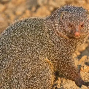 A ruddy mongoose gazing curiously from the side of the road at Tadoba National Park.