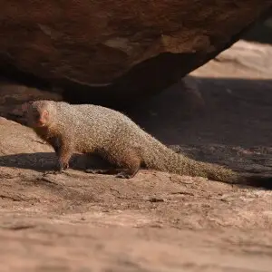Ruddy Mongoose at Daroji Sanctuary, Karnataka