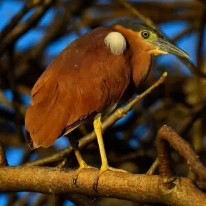 Also known as nankeen night heron, is a heron species which belongs to the heron family Ardeidae.
