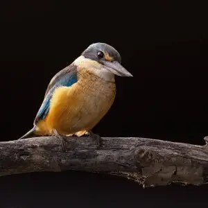 Sacred Kingfisher, Sydney Olympic Park, New South Wales