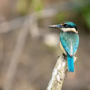 Sacred Kingfisher on the Daintree River, Cairns