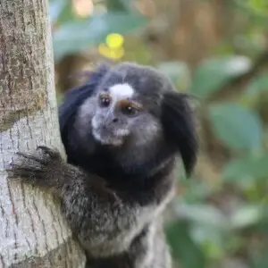 The saguis wich are a type of monkey, live freely on Anchieta Island in Ubatuba Brazil. The Island was during the military dictatorship a political prison, but now is an ecological park open to visitations. Being a ecological reserve, all the animals are 