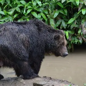 Sahoro Resort Bear Mountain