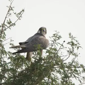 Laggar Falcon
