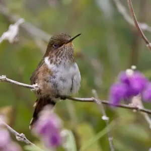 Interesting Fact
The male weighs 2 g and the female 2.3 g. This is one of the smallest birds in existence, marginally larger than the Bee Hummingbird. &lt;a href="http://en.wikipedia.org/wiki/Scintillant_Hummingbird" rel="nofollow">says wikipedia&lt;/a>
D