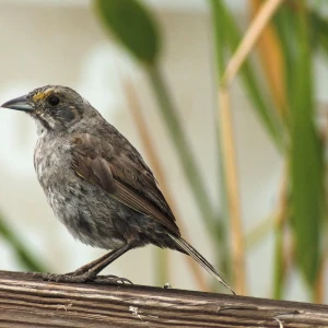 Seaside sparrow