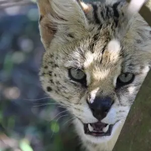 A Serval in South Africa