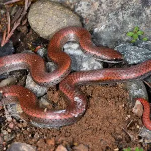 Sharp-tailed snake, Contia tenuis