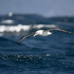 Shy albatross - Facts, Diet, Habitat & Pictures on Animalia.bio