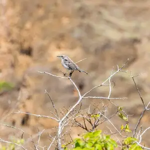San Crist?bal mockingbird (Mimus melanotis), Punta Pitt, San Cristobal island, Galapagos islands, Ecuador