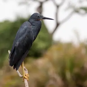 Slaty Egret  Egretta vinaceigula