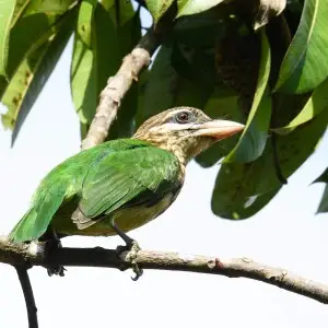 Small green barbet from Kottayam, Kerala