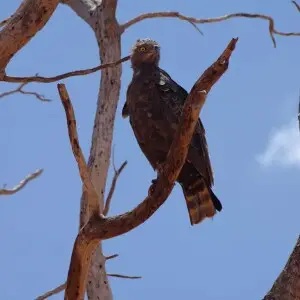 Snake Eagle Tsavo East Kenya