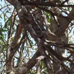 A wel camouflaged reptile in Antsokay Arboretum close to to Toliara by the N7 road.