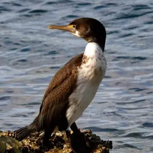 The spotted shag/parekareka is a medium-sized, grey-blue marine shag with a long, slender bill and yellow-orange feet. Adult breeding birds have small black spots on their back and wings.
Spotted shags/parekareka (Stictocarbo punctatus) are mainly found a