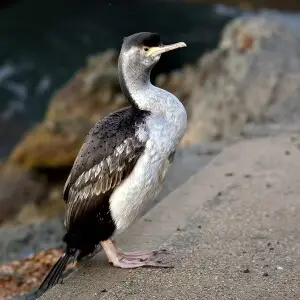 During breeding the spotted shag looks regal in its patterned cloak of plumage, the muted browns and greys a departure from the stark black and white of many shags. It has a generous double crest, the eye ring is a greenish blue, and the flesh in front of