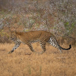 Sri Lankan leopard (Panthera pardus kotiya) at Yala National Park - Sri Lanka.