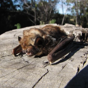 Hawaiian hoary bat