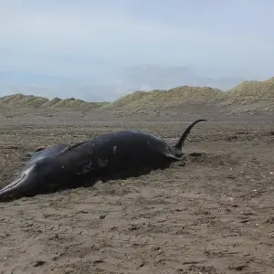A beaked whale, probably a Gray's beaked whale (Mesoplodon grayi), stranded on Sunset Beach, Port Waikato, New Zealand. Researchers had already conducted an autopsy on this whale.