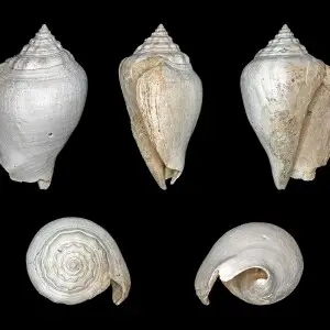 Florida Fighting Conch; Length 7.5 cm; Caloosahatchee Formation (Pliocene, Neogene, Tertiary), Sarasota, Florida, USA; Shell of own collection, therefore not geocoded. Dorsal, lateral (right side), ventral, back, and front view.