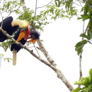 A pair of Knobbed Hornbill preening in Nantu Nature Reserve, Sulawesi, Indonesia