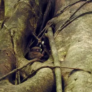 Gursky's spectral tarsier (Tarsius spectrumgurskyae) resting in strangler fig in Tangkoko, Sulawesi