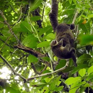 Sulawesi bear cuscus - Facts, Diet, Habitat & Pictures on Animalia.bio