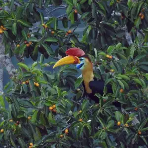 Knobbed Hornbill on a fruiting Ficus in Tangkoko Nature Reserve, Sulawesi