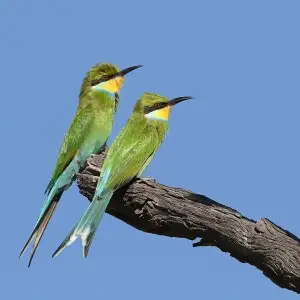 Swallow-tailed bee-eater, Merops hirundineus, at Kgalagadi Transfrontier Park, Northern Cape, South Africa