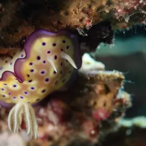 teluk waitii kuni chromodoris