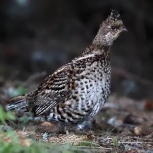 Hazel Grouse in the Southern Carpathians, Romania