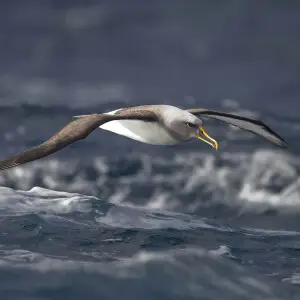 Buller's Albatross (Thalassarche bulleri), East of the Tasman Peninsula, Tasmania, Australia.