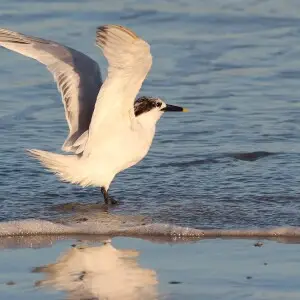 Cabot's Tern, Cape Canaveral, Florida